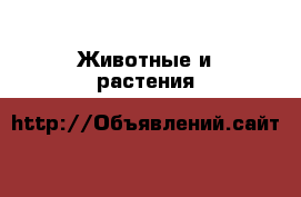  Животные и растения